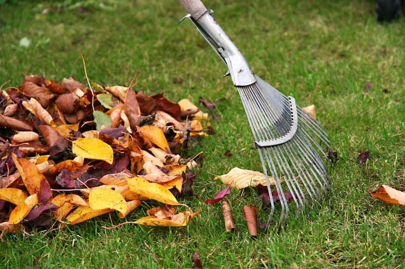 The Importance of Professional Leaf Clean-Up for a Healthy Lawn