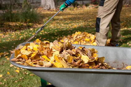 Leaf Clean-Up